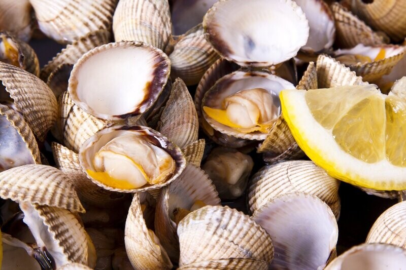 SHELLFISH