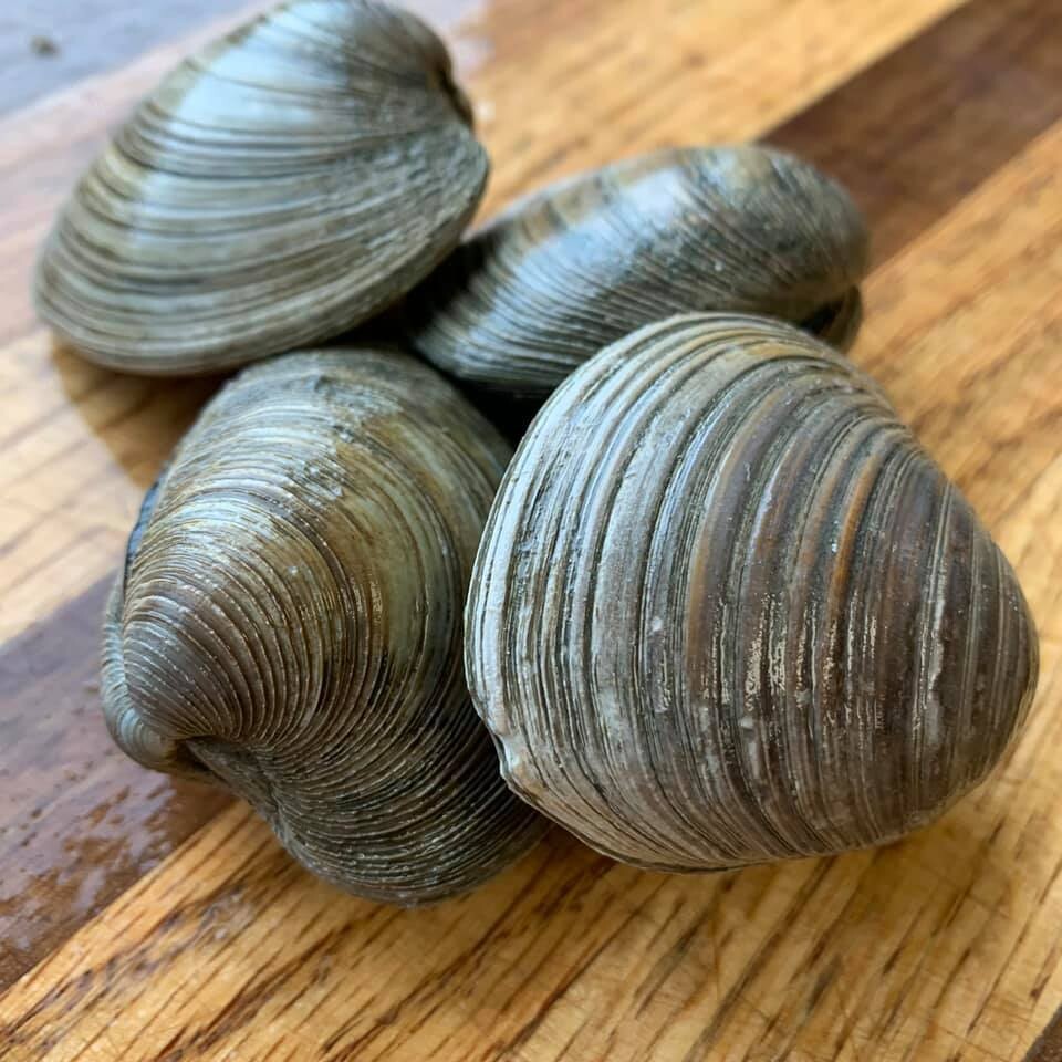 Countneck Clams