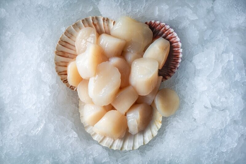 Sea Scallops