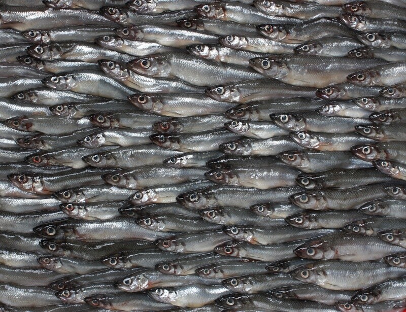 Smelts