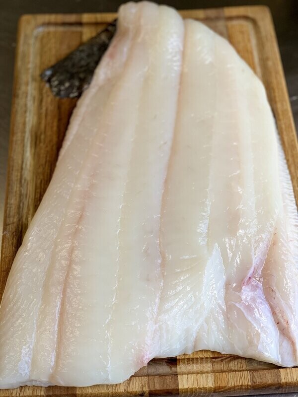 Halibut