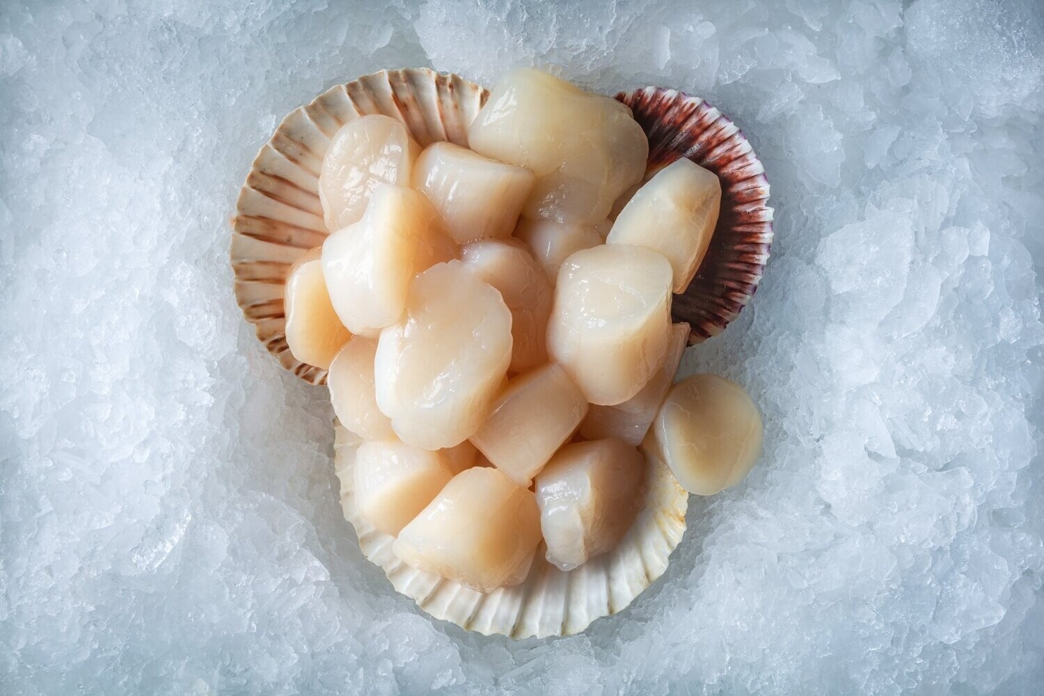 SEA SCALLOPS