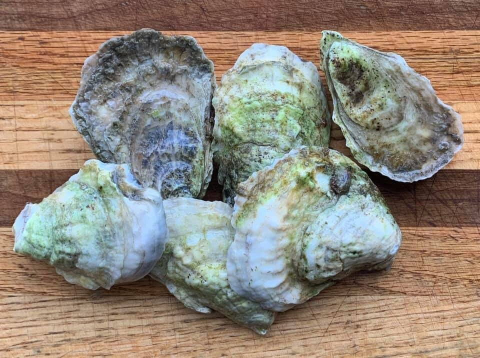 LOCAL OYSTERS