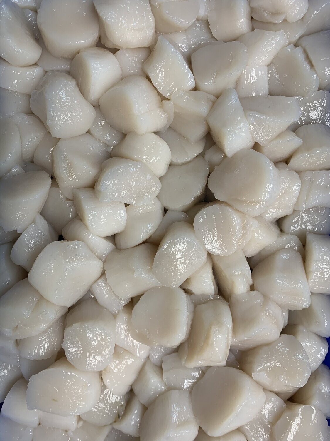BAY SCALLOPS BAY SCALLOPS