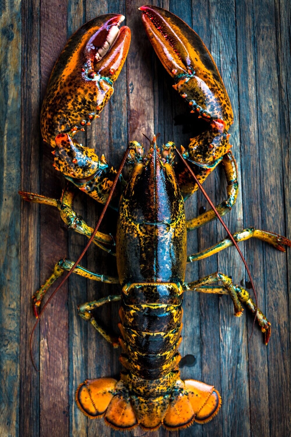Live Lobster
