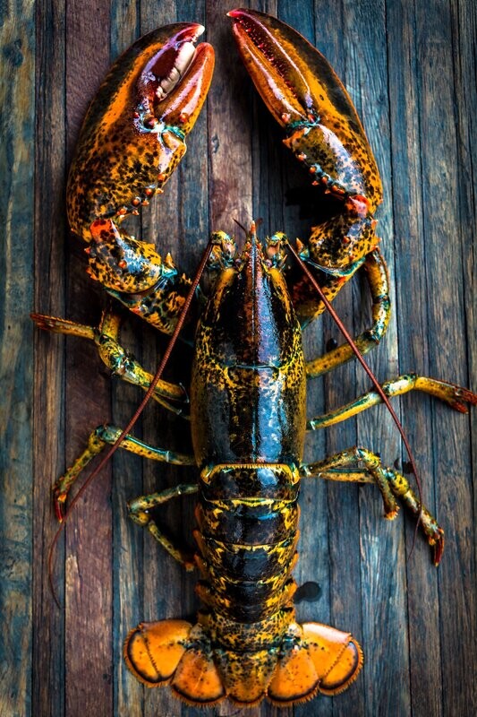 Live Lobster