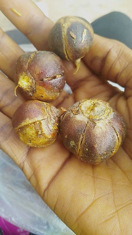 Gorontula Seeds