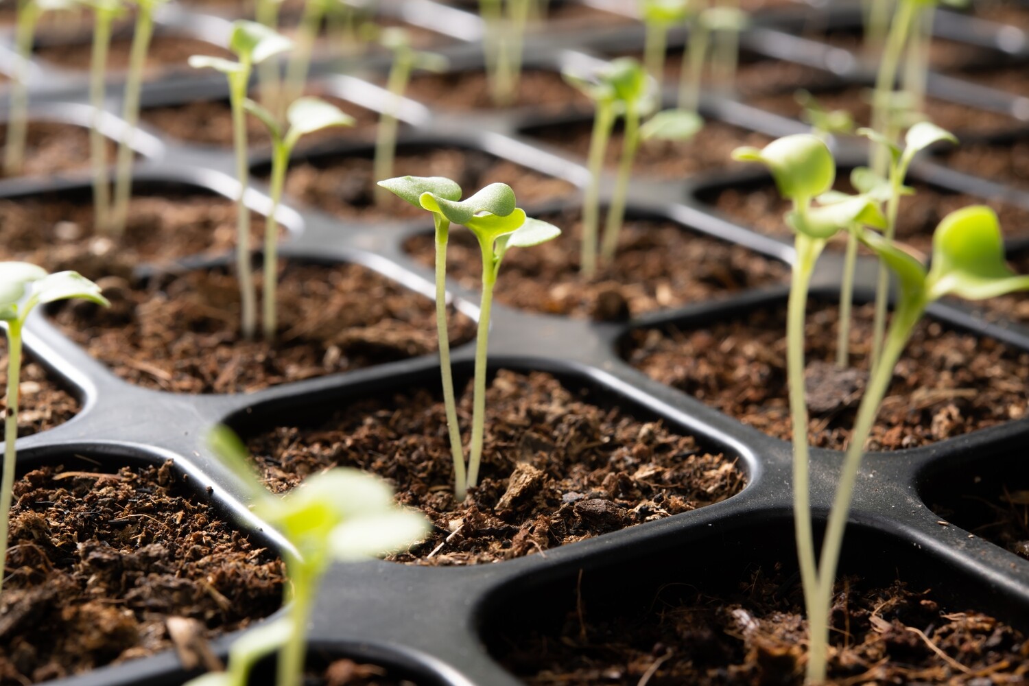 Seeds and Seedlings Seeds and Seedlings