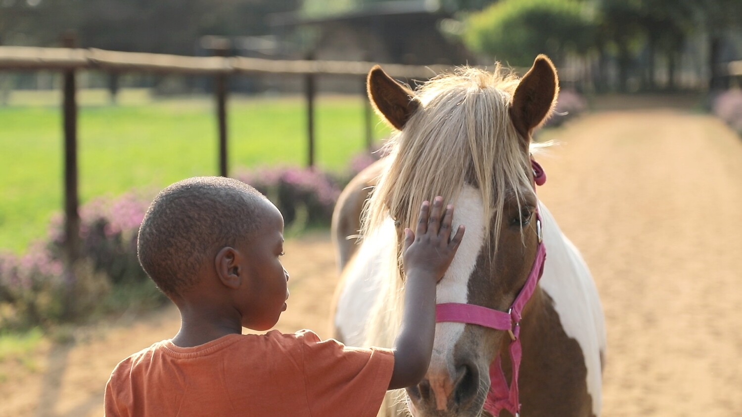 Animal Assisted Therapy