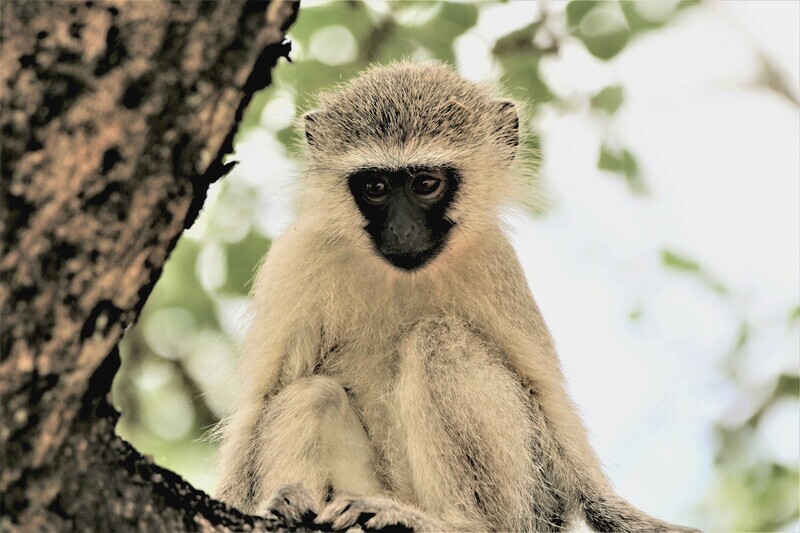 Monkey Fun