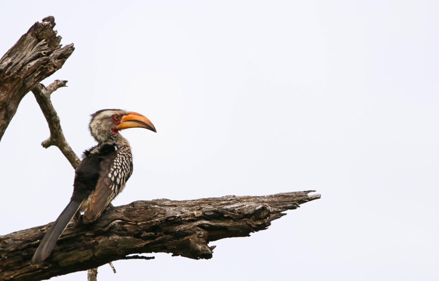 Africa&#39;s Telegraph