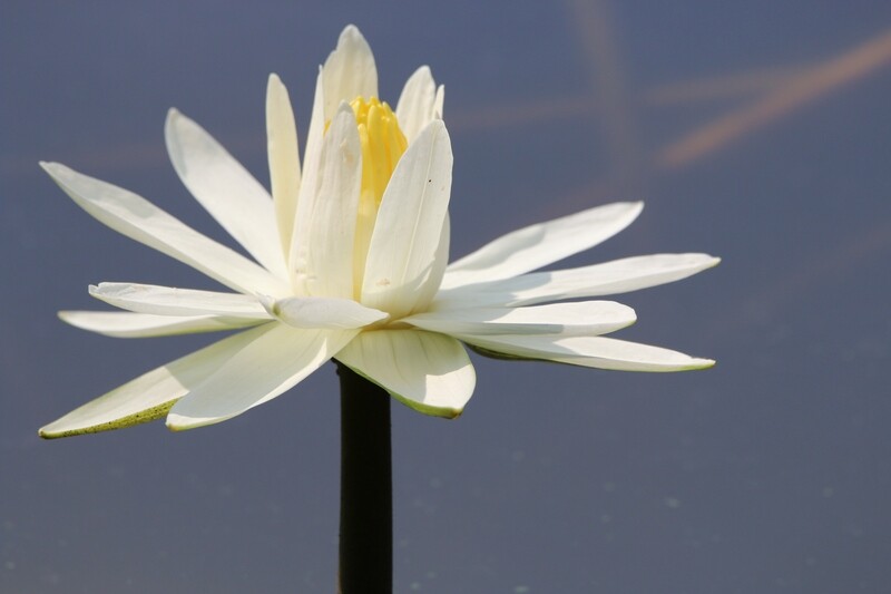 Pond Flowers