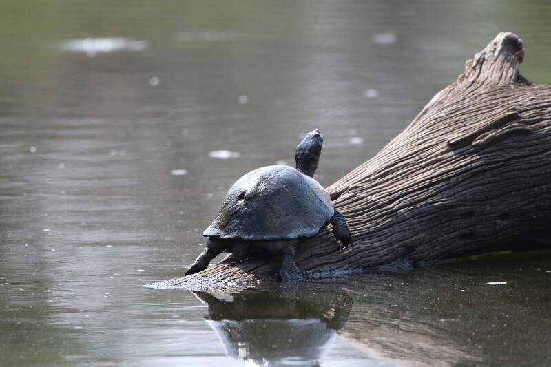 Terrapin