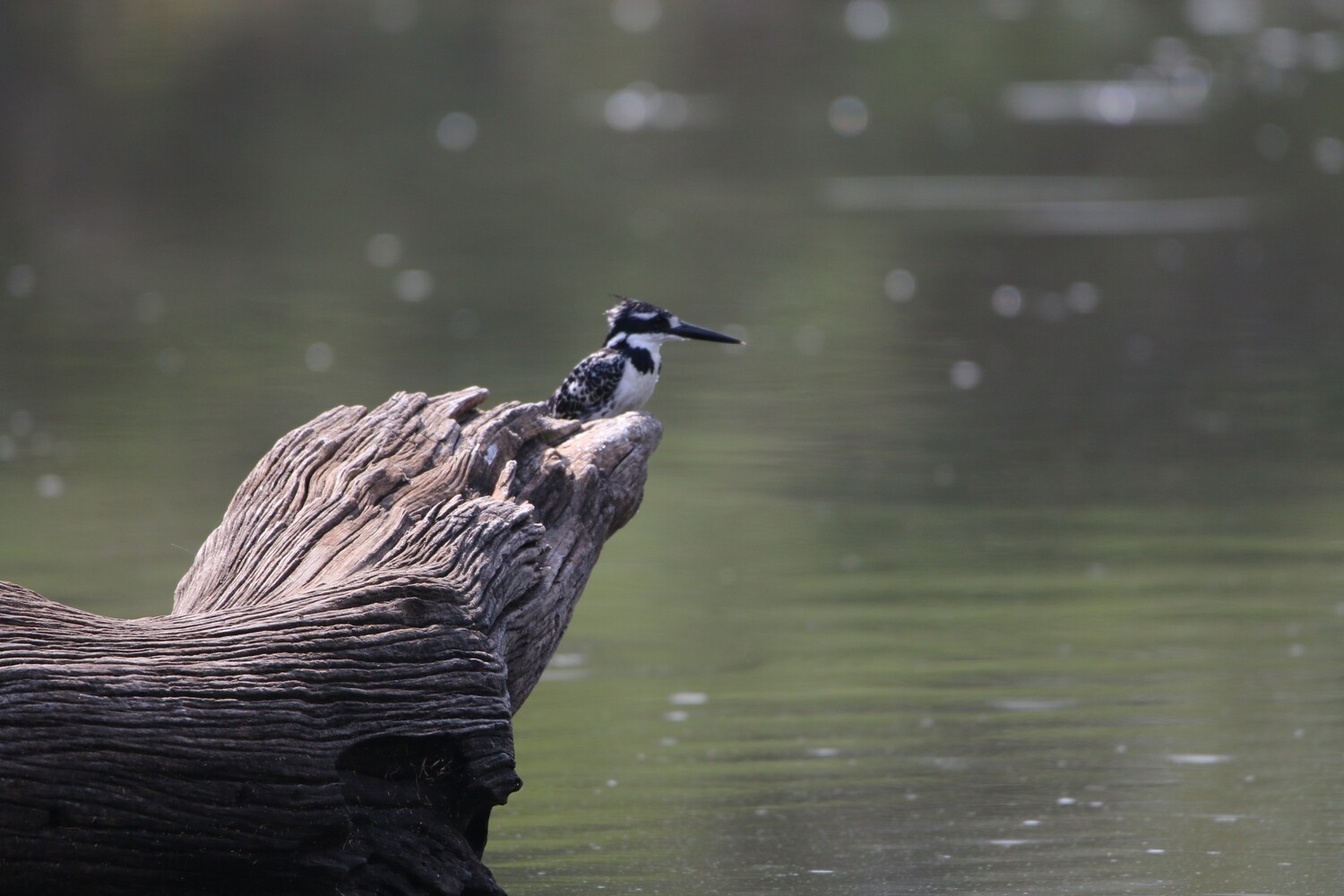 Pied Kingfisher