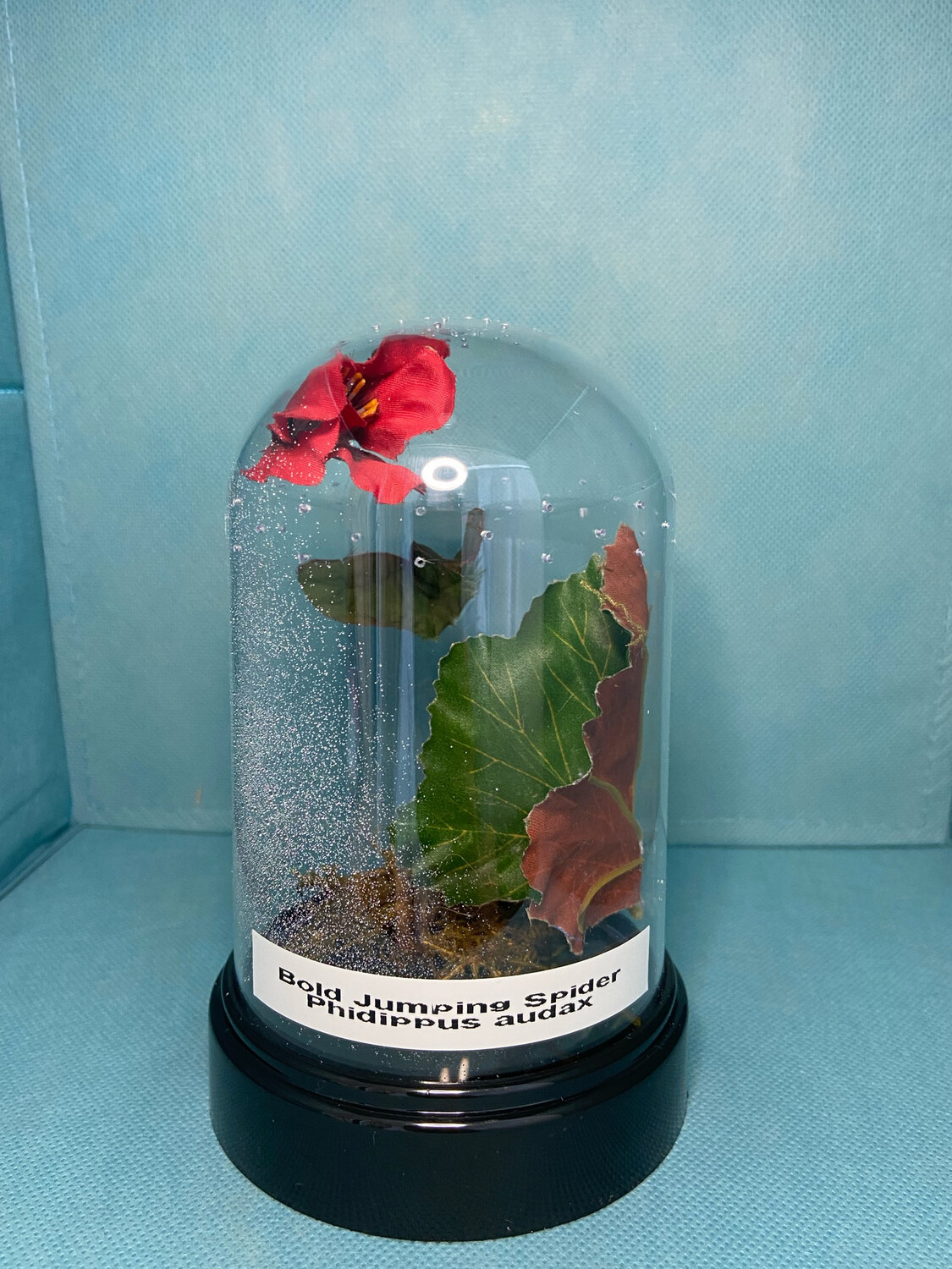 Small Dome Enclosure