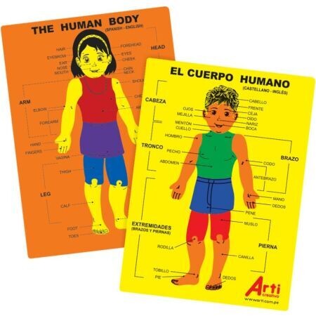 Juego de encaje El cuerpo humano