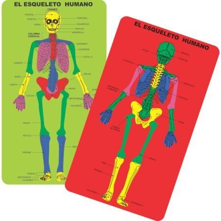 Juego de encaje El esqueleto humano