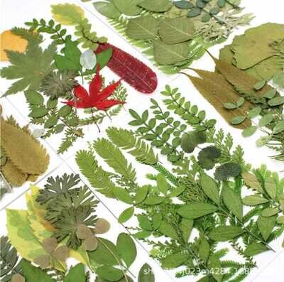 Hojas Secas Green Leaf