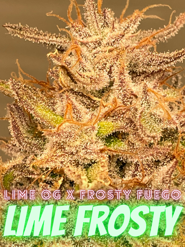 Lime Frosty (Lime Og x Frosty Fuego) (80/20 INDICA) - 10 Regular Seeds Per Pack