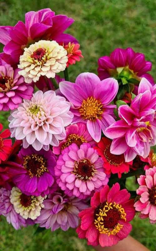 Teacher Appreciation Bouquet- Single Stem Bloom