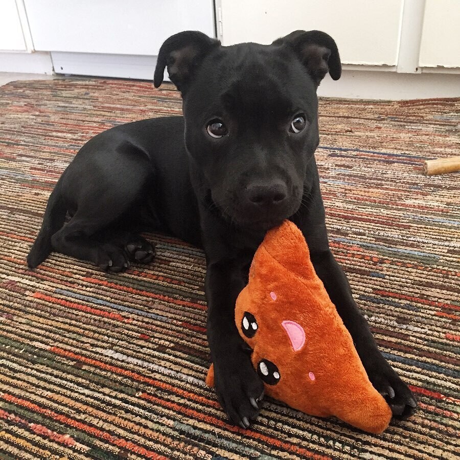 BABY Pitbull for sale
