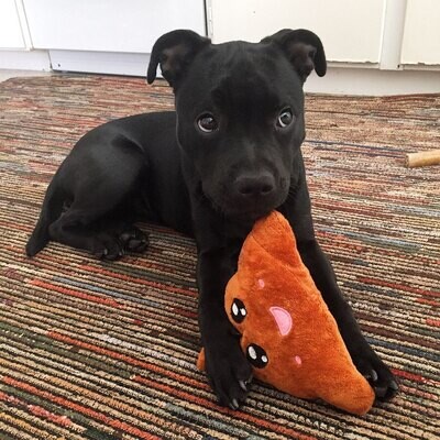 BABY Pitbull for sale