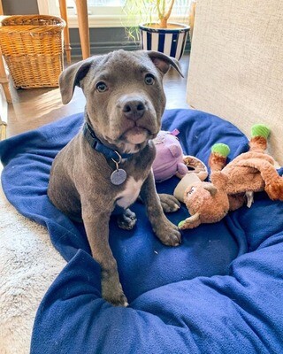 DINKY Pitbull for sale