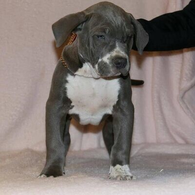 HENRY Pitbull For sale