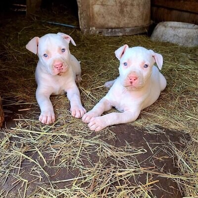 TOMMY AND JANNEY Pitbull dog for sale