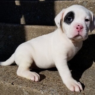 LOULOU Female Pitbull For sale