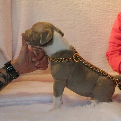 MAX Pitbull dog for sale
