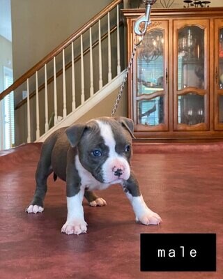 WHITE Pitbull dog for sale