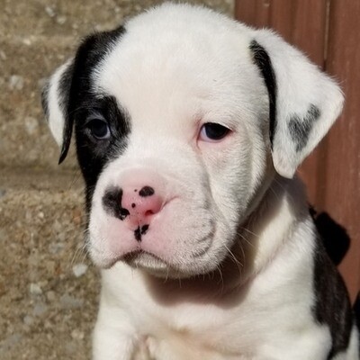 JETTA  Pitbull For sale