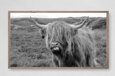 Samsung Frame TV Art, Happy Highland Cow, Instant Download