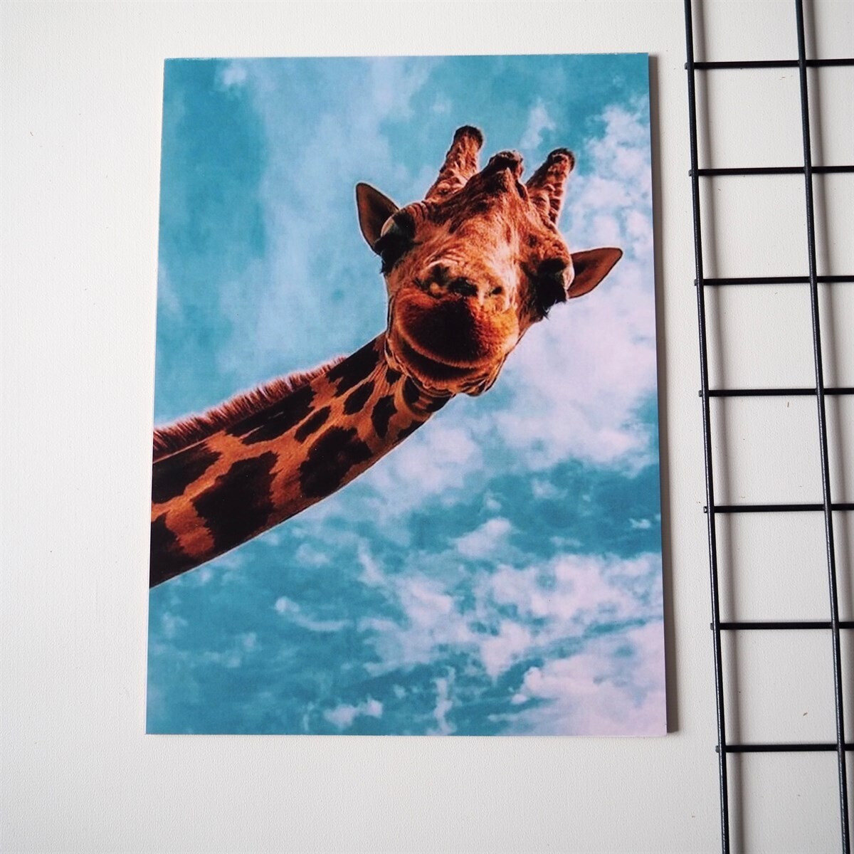 Giraffe Poster