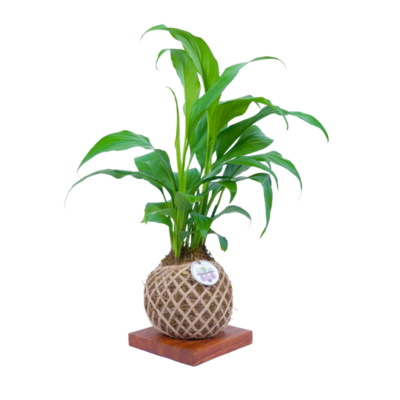 Peace Lily Kokedama