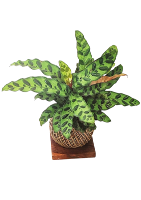 Calathea Rattlesnake Kokedama