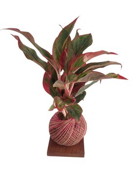 Aglaonema Lipstick Kokedama