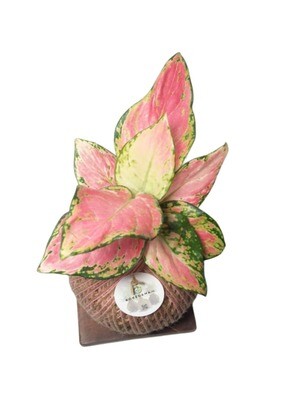 Anglaonema Thai