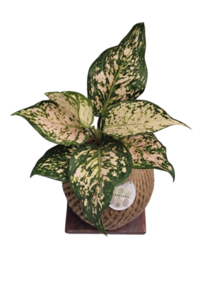 Aglaonema Anjuman White Kokedama