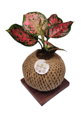 Agalonema Anjuman Red Kokedama