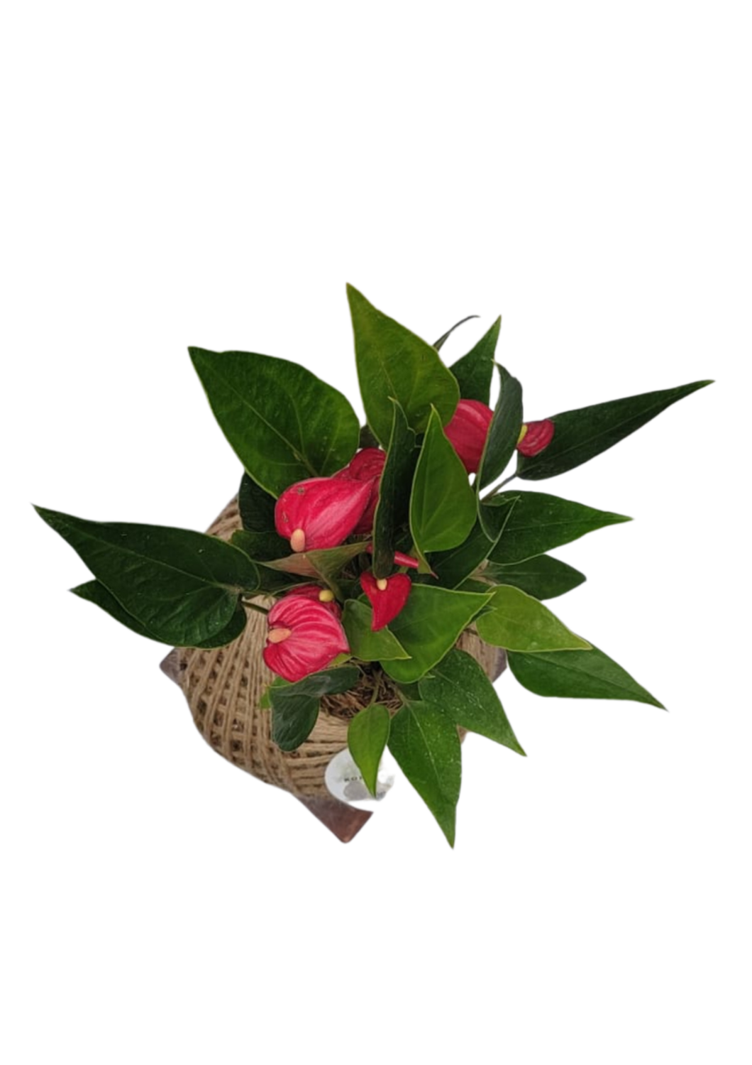 Rare Anthurium Mini Kokedama 