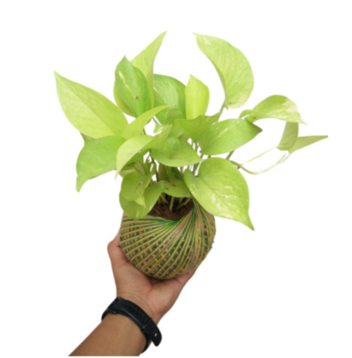 Starter Kokedama