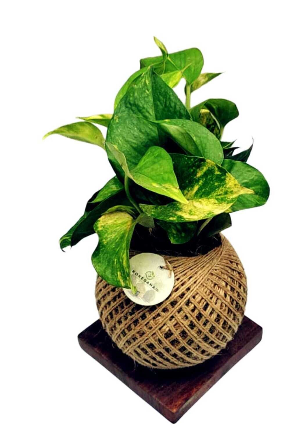 Golden Devil&#39;s Ivy Kokedama