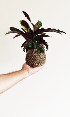Lush Green Kokedama