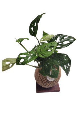 Monstera Kokedama