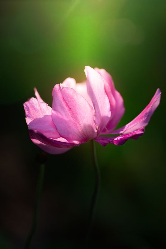 Sunlit Flower