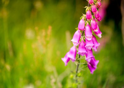 Plants , Flowers and Fungi