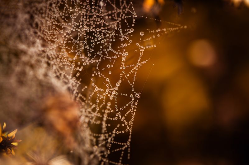 Cobwebs and Raindrops