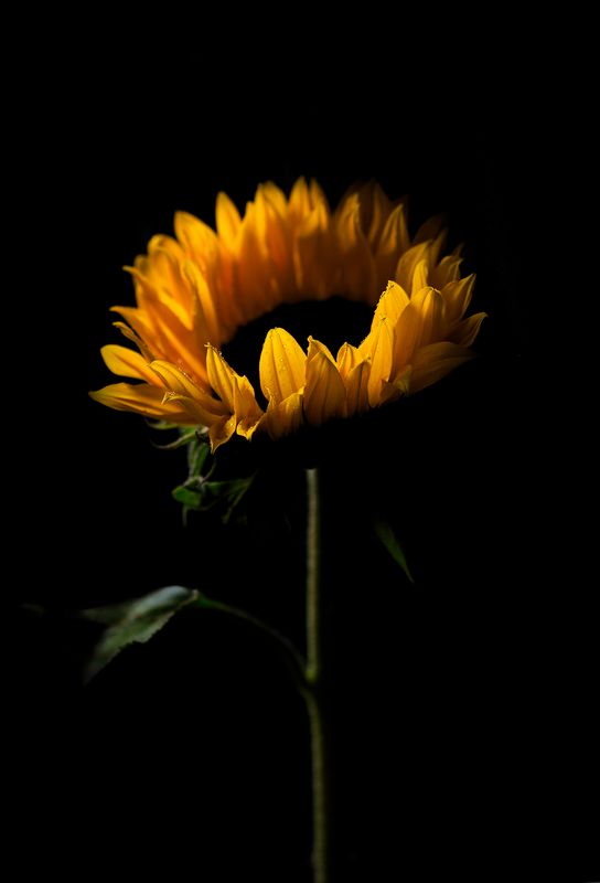 Dark Sunflower
